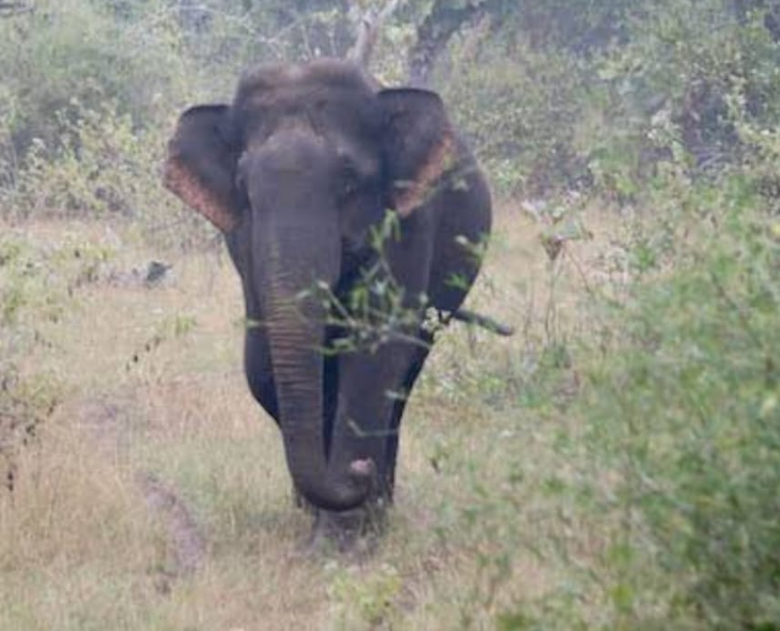 Wild elephant attacked an auto, three people injured