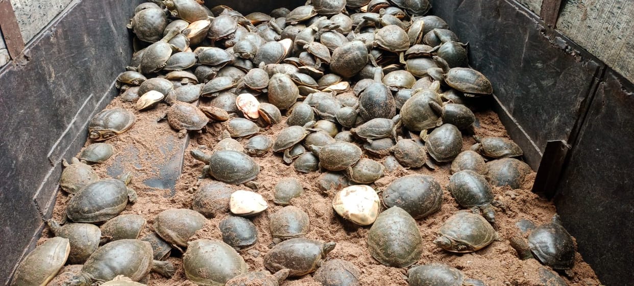 A smuggler arrested with 528 turtles being smuggled to Dhaka