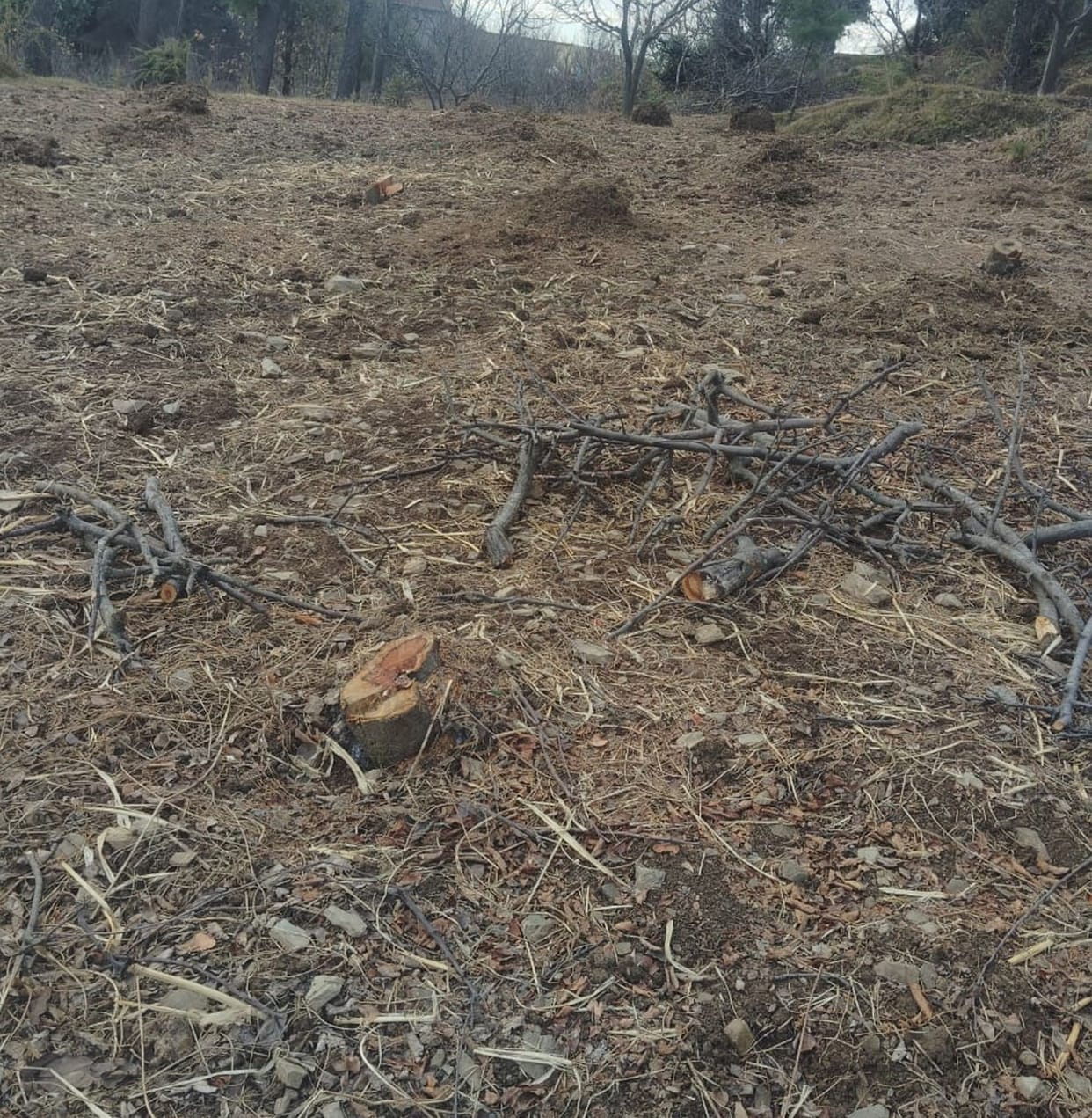 Tired of monkeys, 20 year old apple trees were cut down