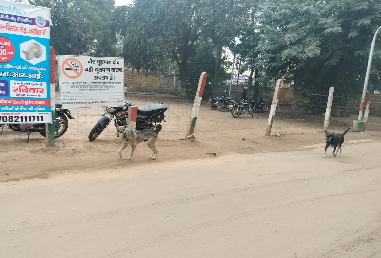 More than 15 people are bitten by dogs every day in the city, the sterilization project is stuck for one and a half years