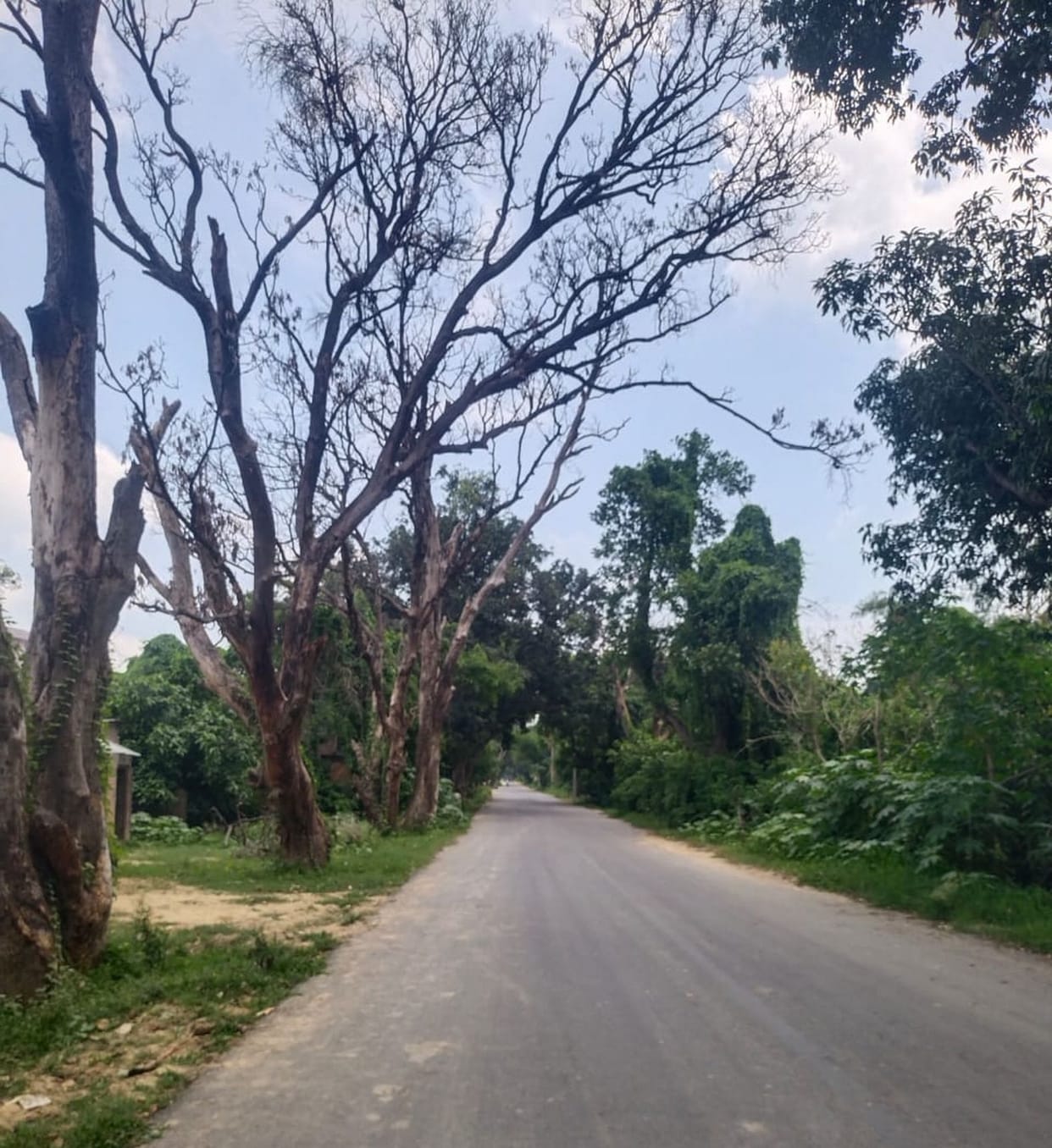 Dry trees on Karaundikalan-Surapur road became the cause of the accident