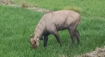 Jehanabad: Farmers troubled by terror of Nilgai, Rabi crops are getting destroyed; Challenged to leave farming