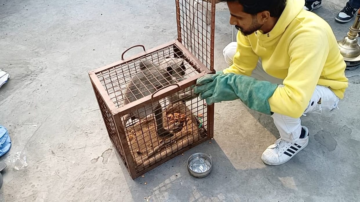 A baby langur which was hiding in Ravidas Dharamshala due to fear of dogs was rescued