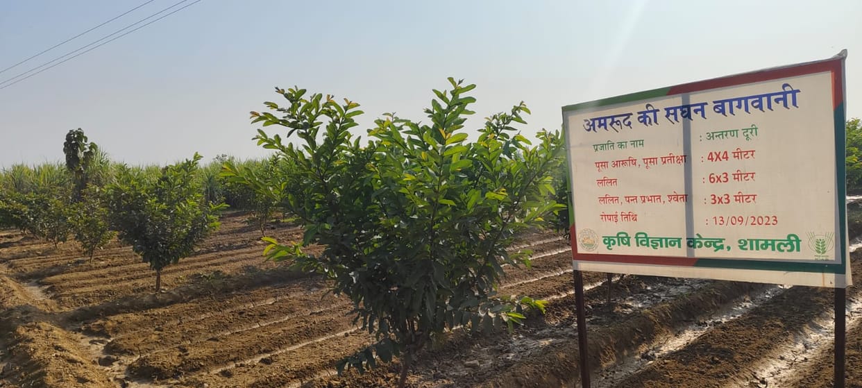 Pusa, Aarushi, Pratiksha, Pant Prabhat guava varieties will be able to be grown in Shamli.