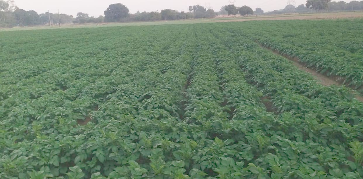 Farmers worried about blight disease in potato crop in winter