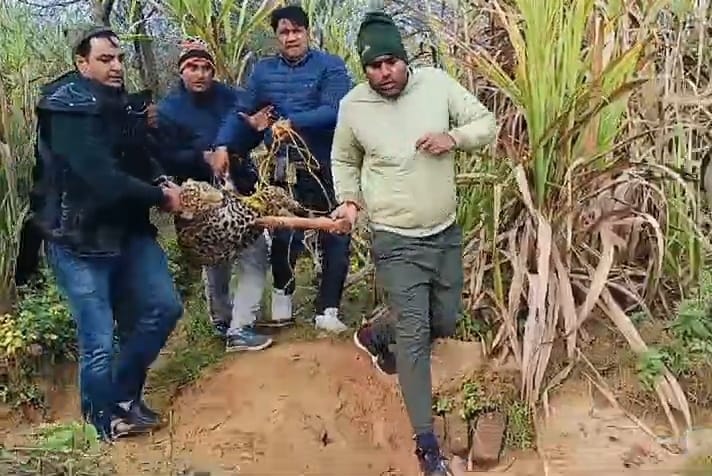 Female leopard dies in struggle, another leopard trapped in wire