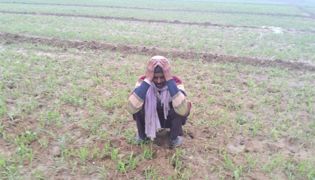 Stray cattle grazed the farmer's five bigha wheat crop at night