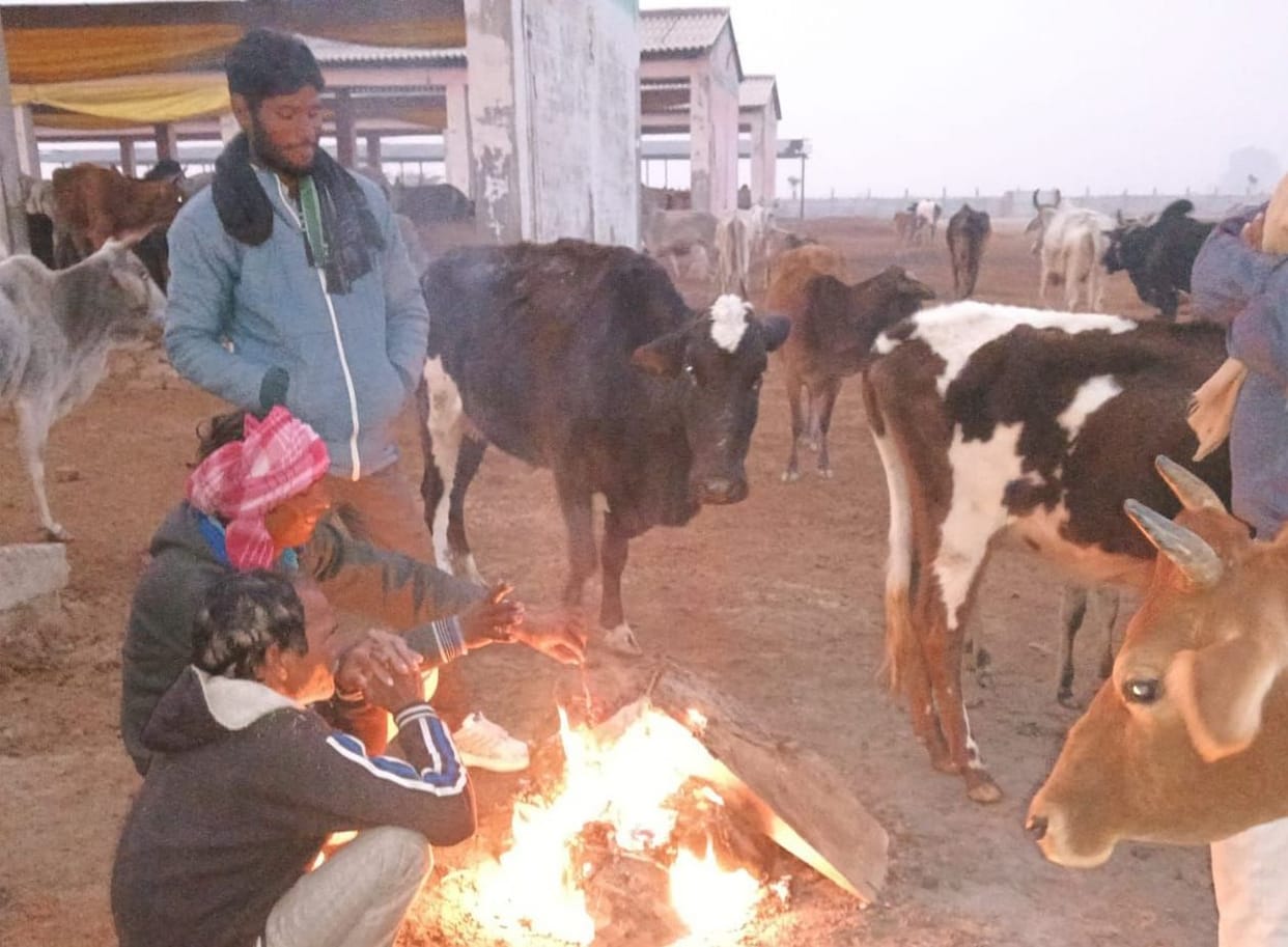 Kanha's cattle are shivering due to cold, administrative arrangements are inadequate