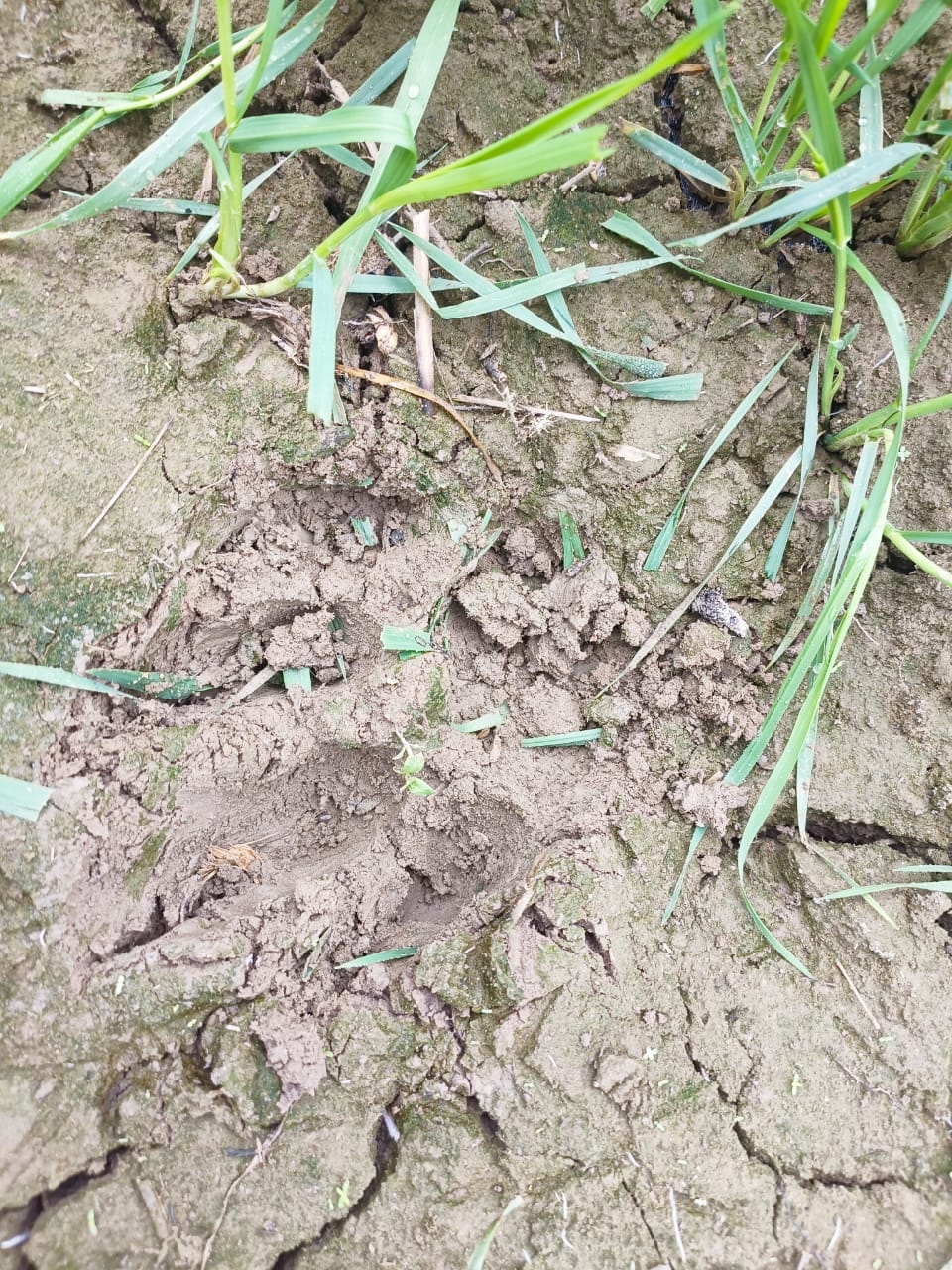 Tiger knocks in Saukatnagar and Tah Pauta adjacent to the city, kills stray animal