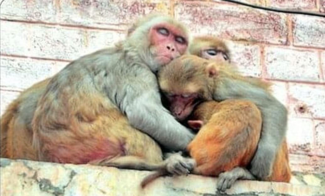 First Shot The Monkey With An Air Gun And Then With A Revolver - Amar Ujala  Hindi News Live - Hamirpur:पहले एयर गन फिर रिवाल्वर से बंदर को मारी गोली,  मौके पर