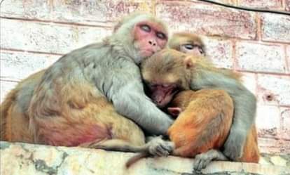 प्रतीकात्मक तस्वीर