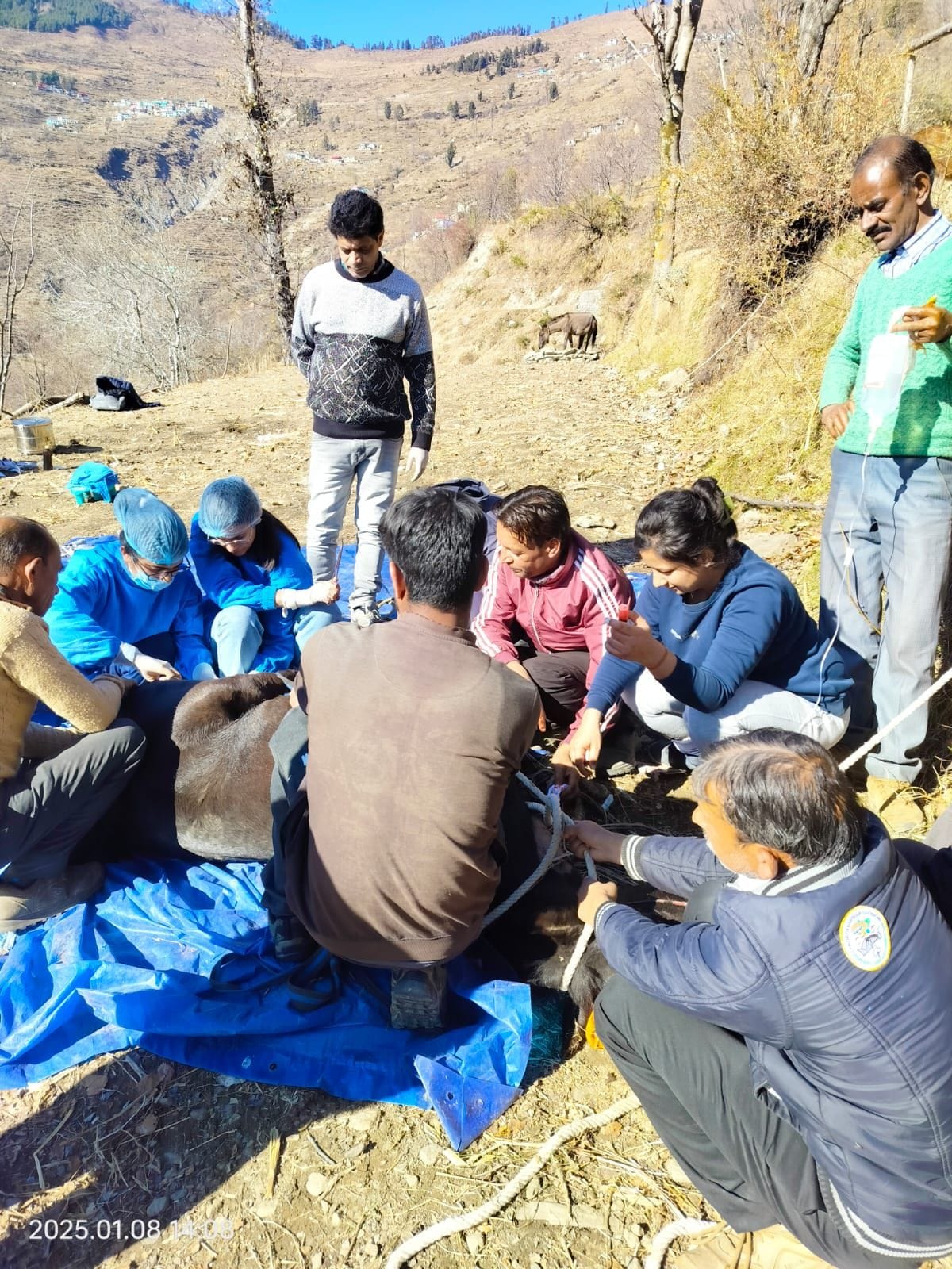 Surgery of four sick animals was done in the camp