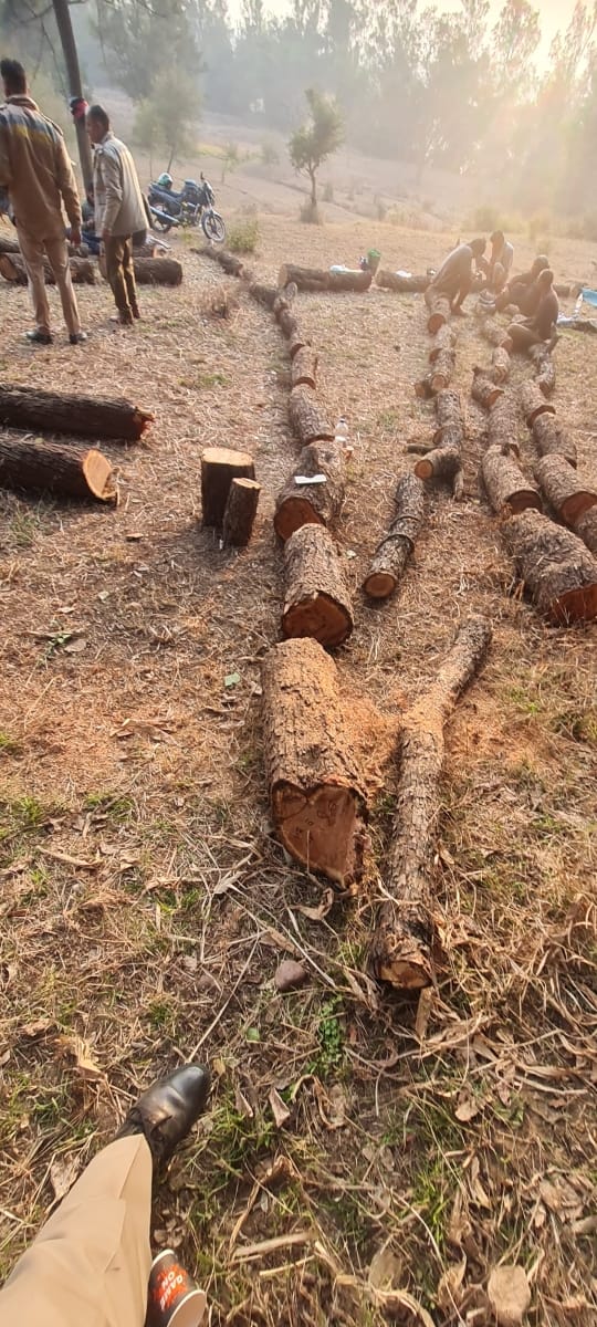 Forest cutters cut nine Khair trees in Jalandhar Lahad
