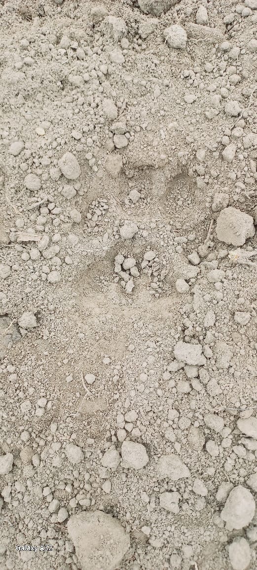 Leopard took away the dog from outside the house, created a stir