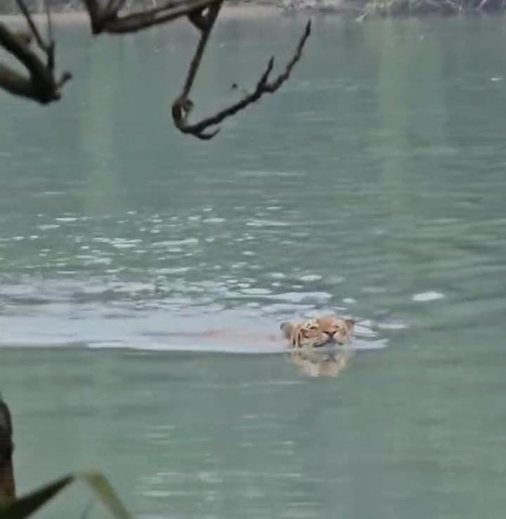 Tourists were thrilled to see the tiger swimming in the canal amid the cold.