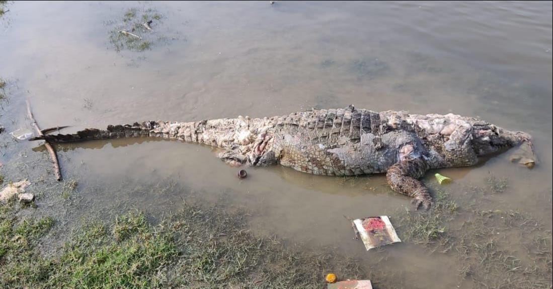 Crocodile found dead in Chambal river in Madhya Pradesh border forest department teams engaged in investigatio