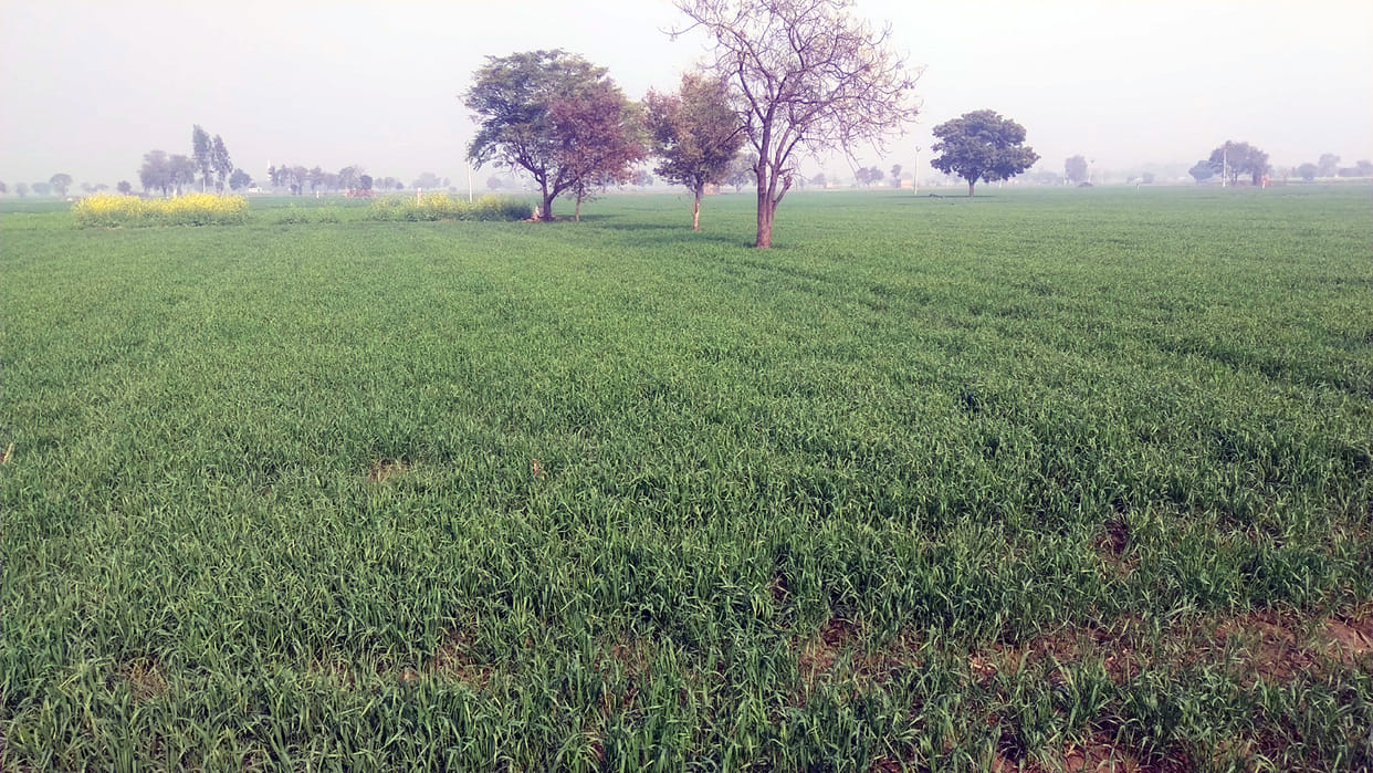 Fear of damage to wheat crop due to cold winds
