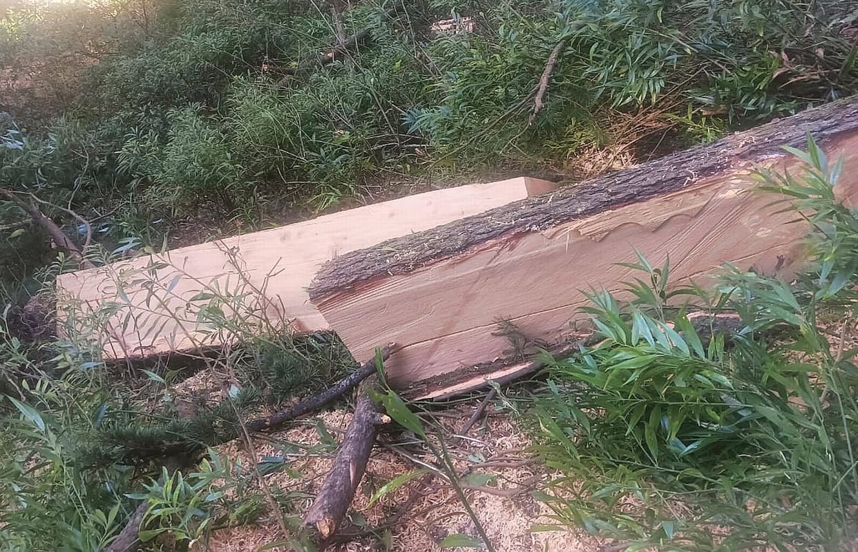 Saw fell on a cedar tree in Hidb beat of Banjar, one caught