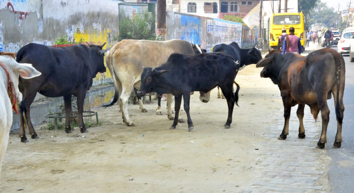 Stray animals are ruining the hard work of farmers