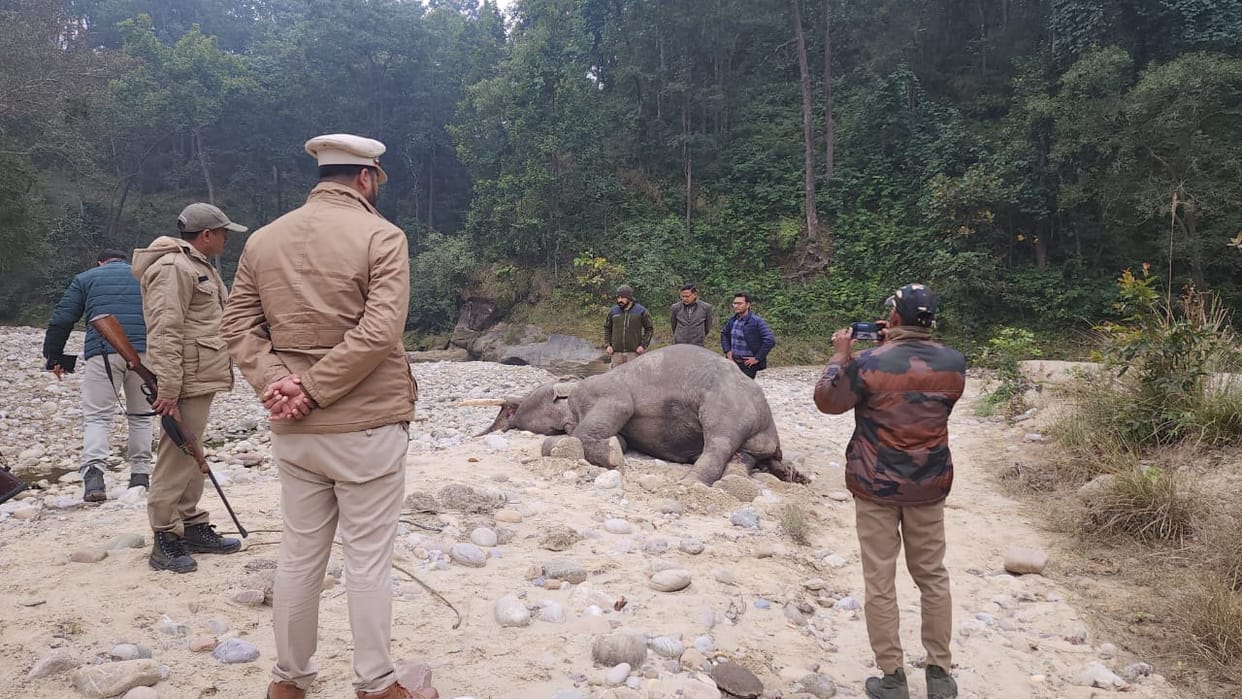 Elephant carcass found in Kalagarh range forest
