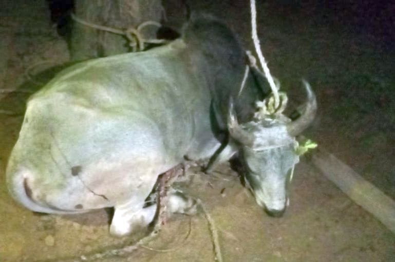 The team was able to catch the rogue bull after tranquillizing it in six hours