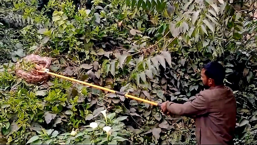 Python found in residential area, forest department rescues it