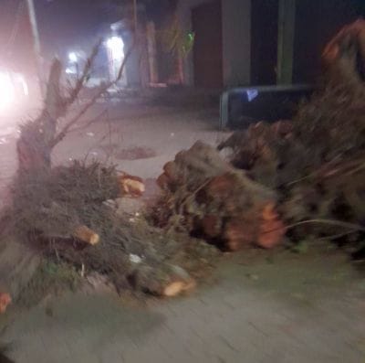 Wood mafia cut down 30 year old tree in Sahaswan
