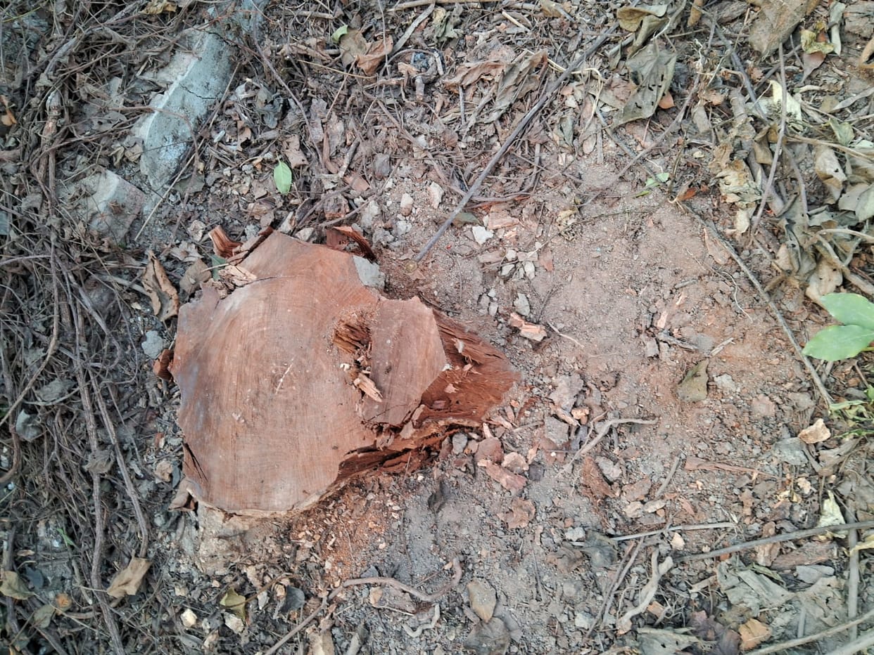 Wood mafia cut down government trees near the canal