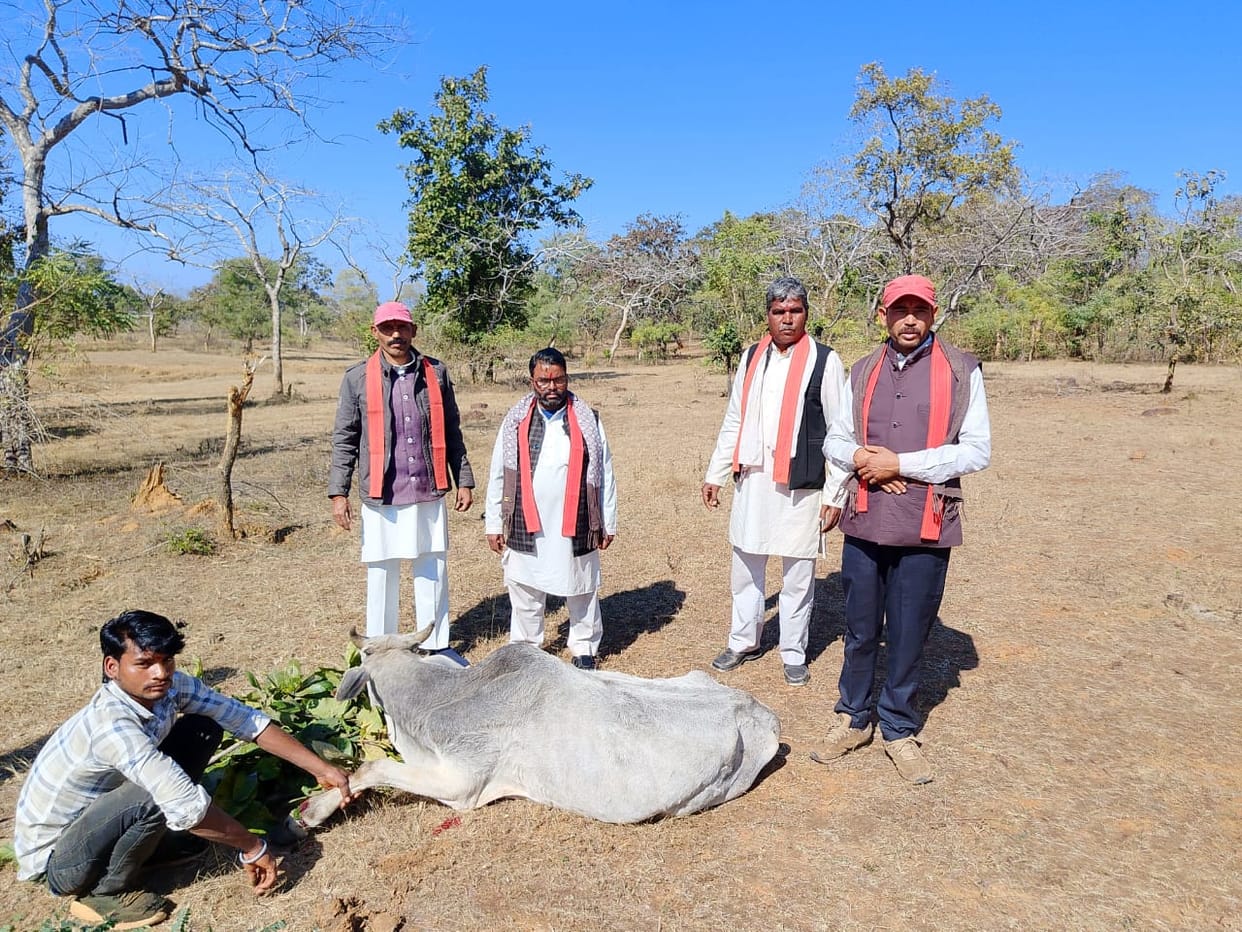 Damoh Cruelty to cows, barbed wire tied to their legs, members of Bhagwati Manav Kalyan Sansthan helped