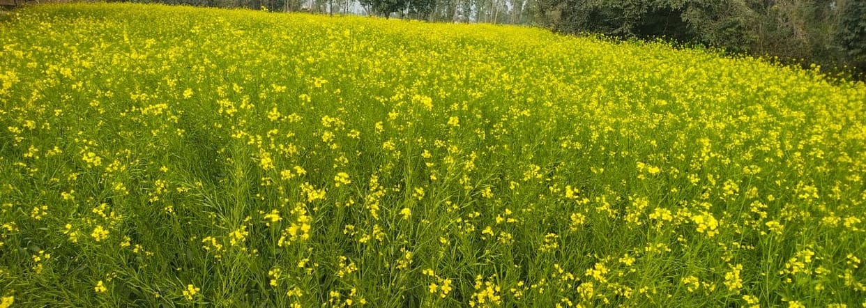 Minimum temperature dropped to 5.6 degrees, risk of frost on crops