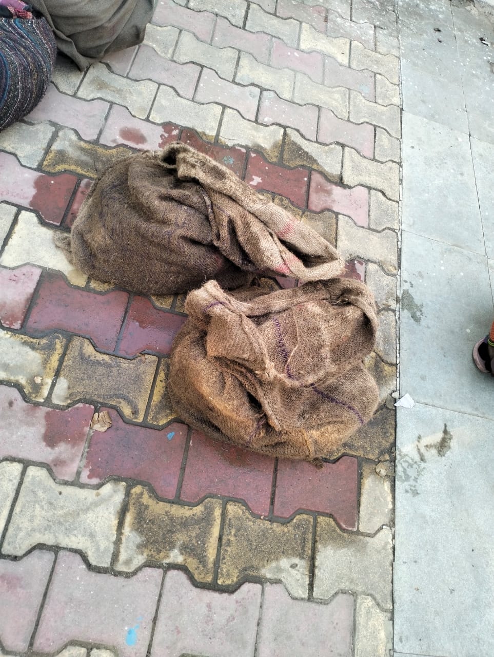 20 turtles found during inspection in Farakka Express