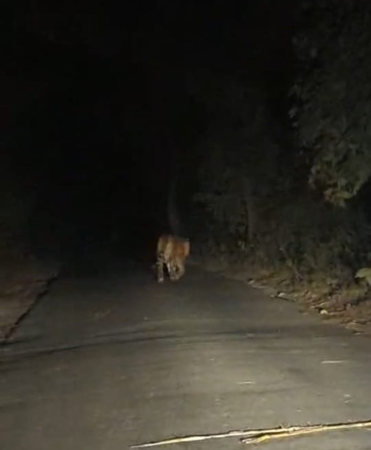 Tiger remained on the road for hours, passersby changed route and went home