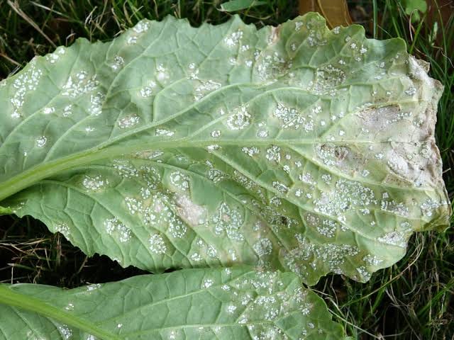 The possibility of white rust disease in mustard crop increased due to falling temperature