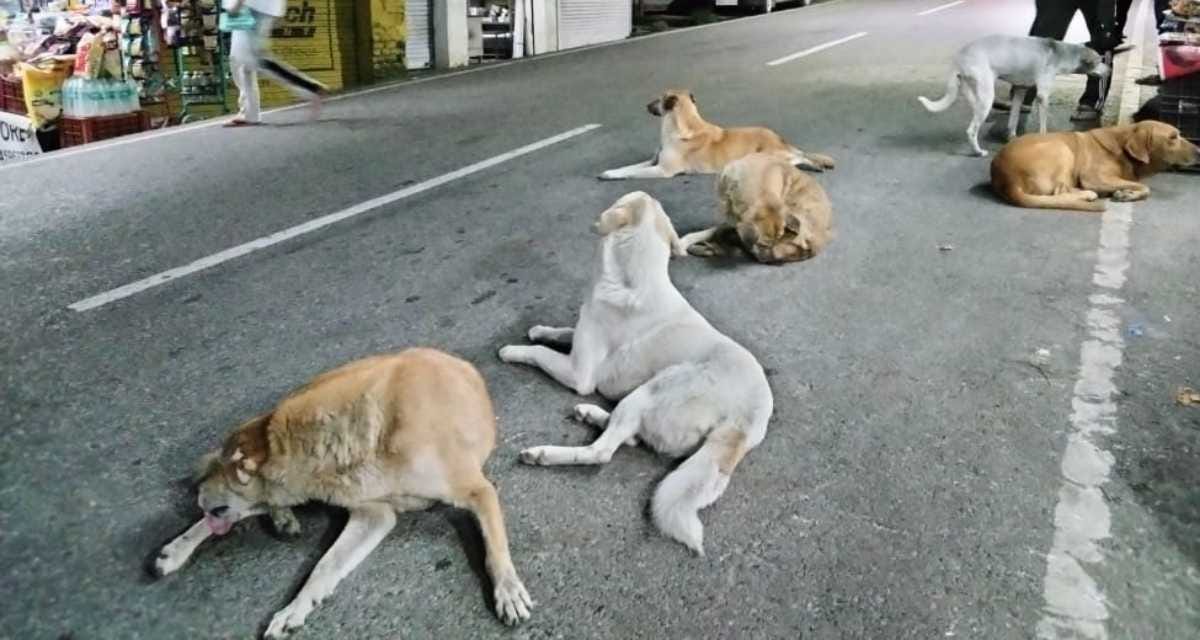 Terror of dogs, last year 1,130 people were bitten, one lost their life