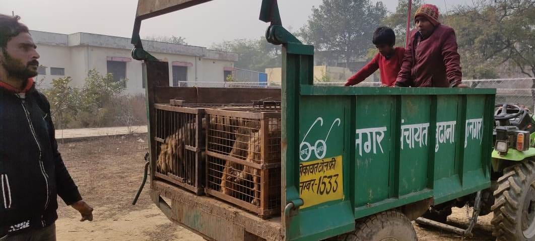 Got cages installed and 250 monkeys caught