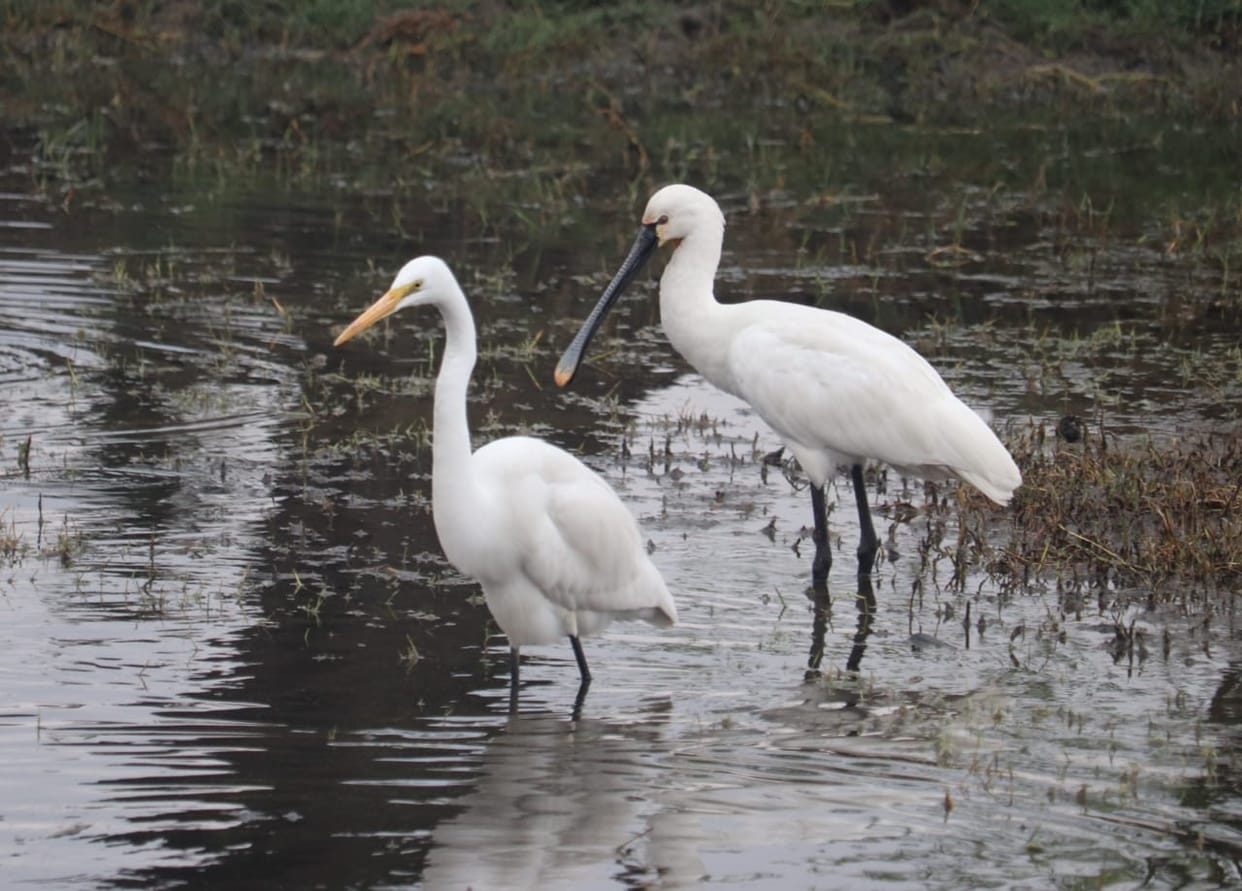 1335 aquatic birds found in Jodhpur Jhal wetland census