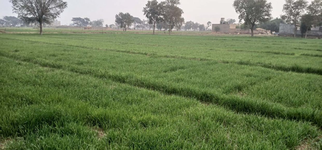 Rain brings misery to the city, prosperity to the fields