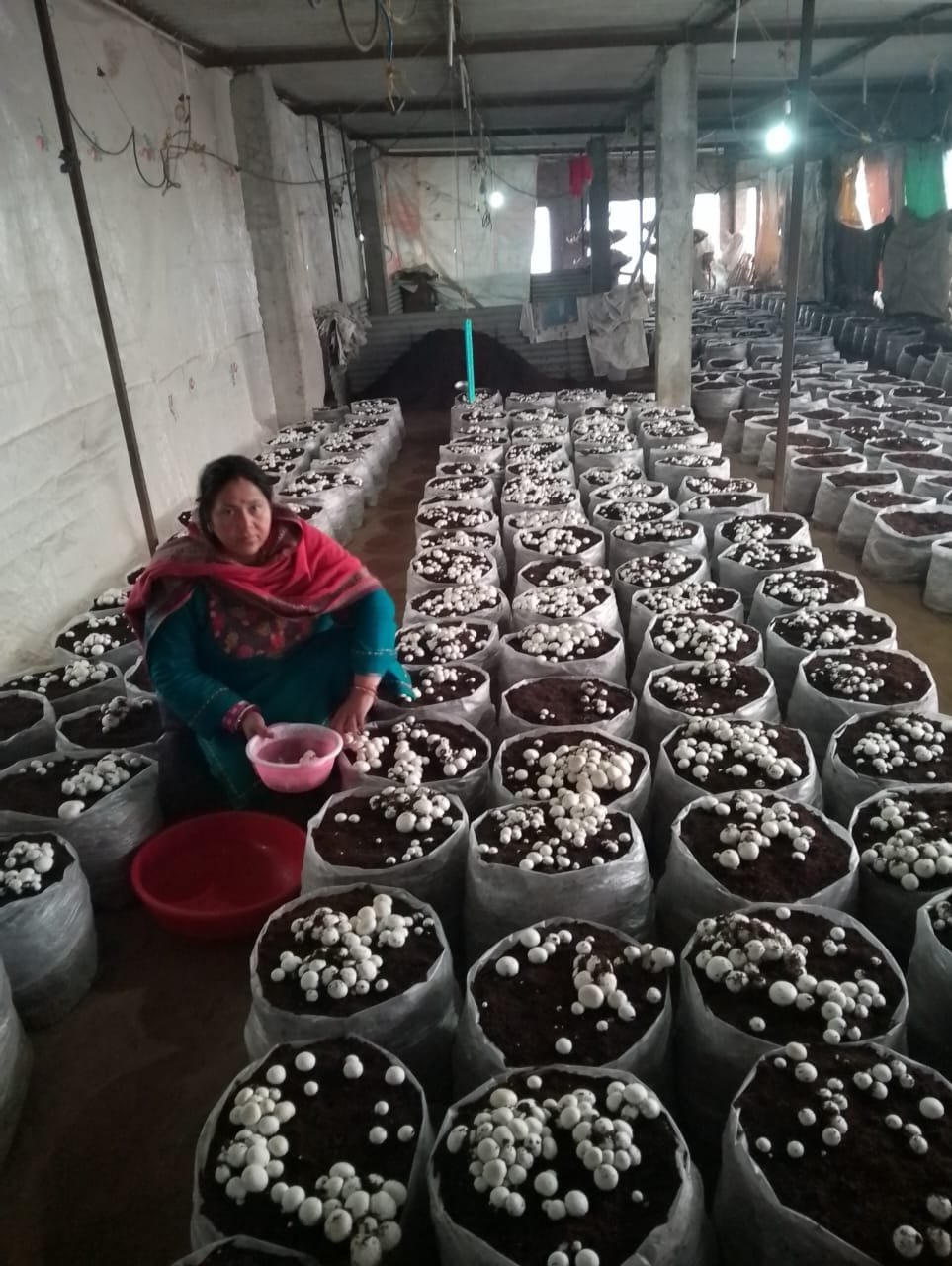 Kathua Made Mashroom City, Most Production in State
