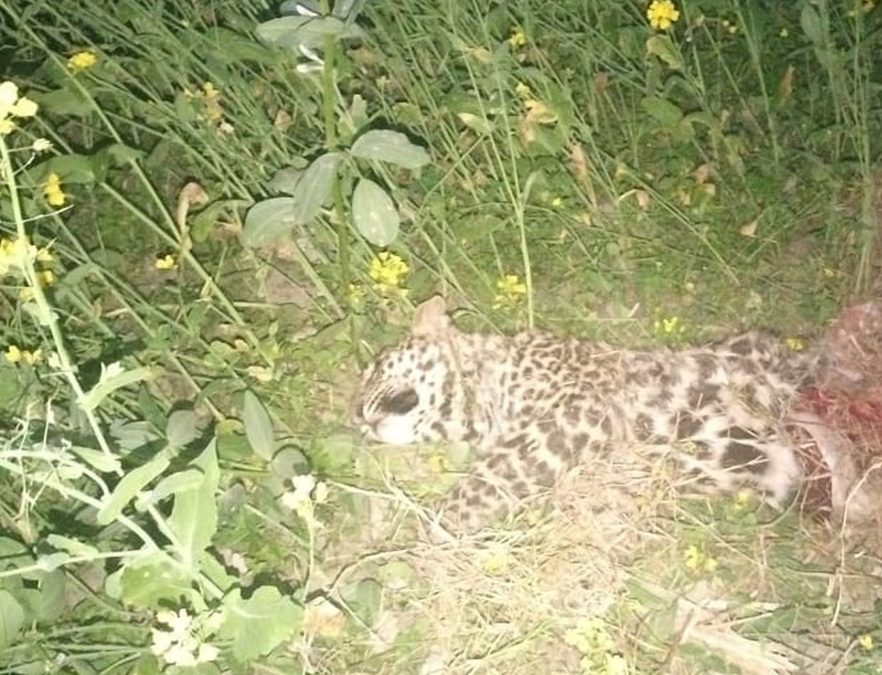 Dead body of leopard cub found in mustard field, created panic