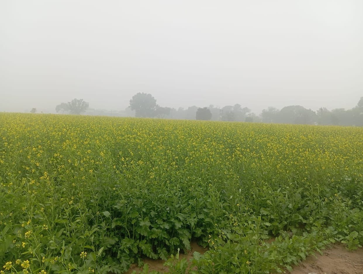 Light rain in Siwani