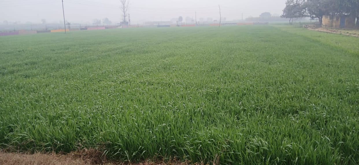Six mm of rain fell amidst strong winds, the sun came out in the morning, breathless