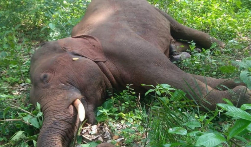 Dead body of wild elephant found on the banks of Karnali river