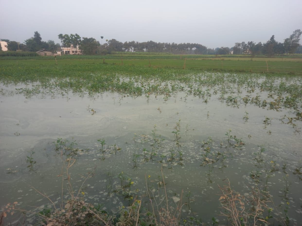 150 bighas of crops submerged due to canal being cut