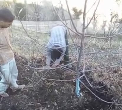 चंबा में मौसम खुलते ही फलदार पेड़ों को सुरक्षित करने में जुटे बागवान