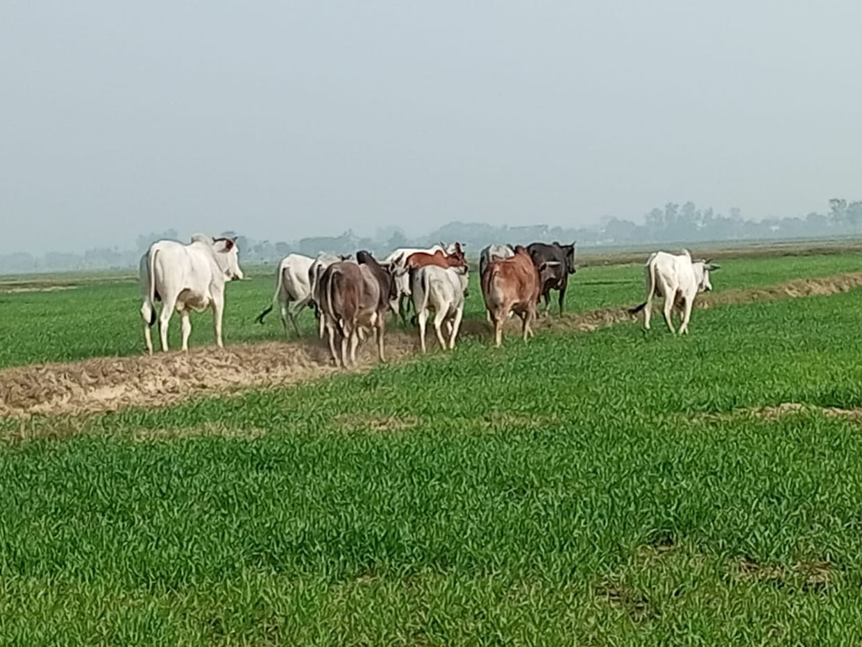 Destitute animals ruining the wheat crop