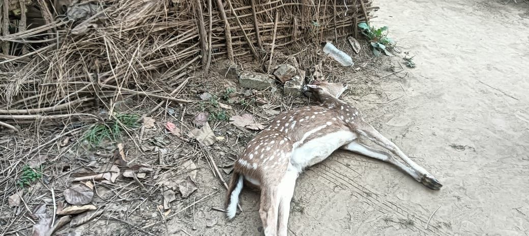 Dead body of deer found in the field of Sujandih village