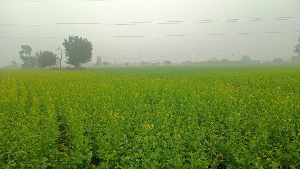 कोसी तिरहुत समेत कई प्रमंडल में खेतों में कोहरा देखा गया।
