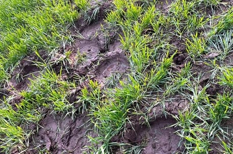 Elephants trampled the wheat crop and also destroyed sugarcane