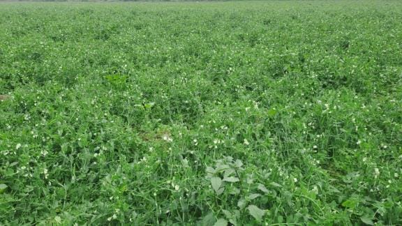 Fog causes damage to pea and mustard crops