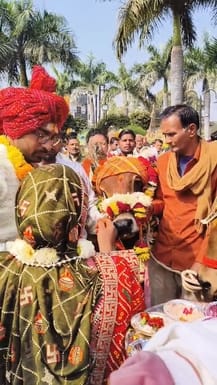 On the occasion of Makar Sankranti festival, a unique cow-bull marriage took place in Ujjain